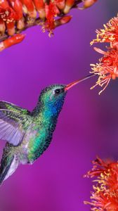 Preview wallpaper hummingbird, bird, flight, speed, wings, flap, flowers