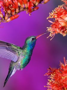100 Hummingbird Wallpapers  Wallpaperscom