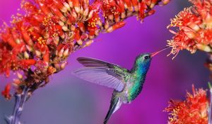 Preview wallpaper hummingbird, bird, flight, speed, wings, flap, flowers