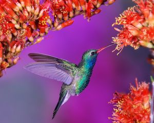 Preview wallpaper hummingbird, bird, flight, speed, wings, flap, flowers