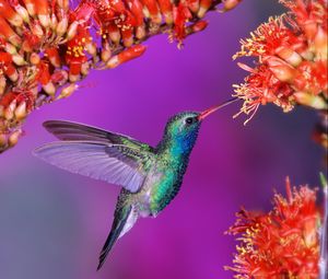 Preview wallpaper hummingbird, bird, flight, speed, wings, flap, flowers