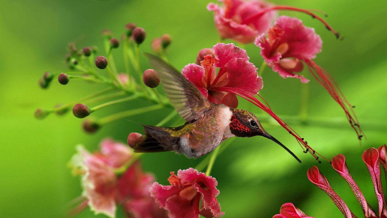 Wallpaper hummingbird, bird, flight, wings, flap, color, wood, twigs, flowers
