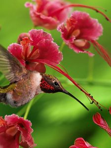 Preview wallpaper hummingbird, bird, flight, wings, flap, color, wood, twigs, flowers