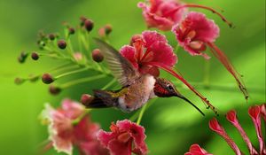 Preview wallpaper hummingbird, bird, flight, wings, flap, color, wood, twigs, flowers