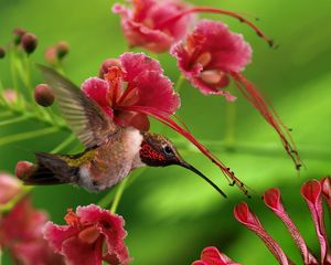Preview wallpaper hummingbird, bird, flight, wings, flap, color, wood, twigs, flowers
