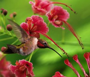 Preview wallpaper hummingbird, bird, flight, wings, flap, color, wood, twigs, flowers