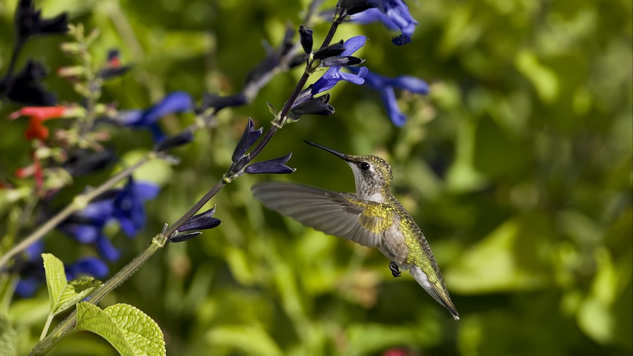Wallpaper hummingbird, bird, flight, flowers, sweep, wings