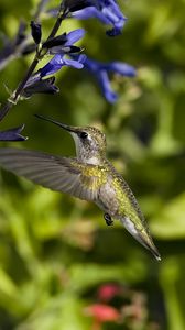 Preview wallpaper hummingbird, bird, flight, flowers, sweep, wings