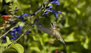 Preview wallpaper hummingbird, bird, flight, flowers, sweep, wings