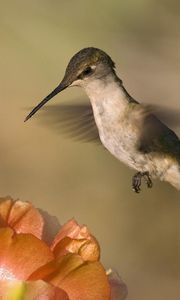 Preview wallpaper hummingbird, bird, flower, fly, swing