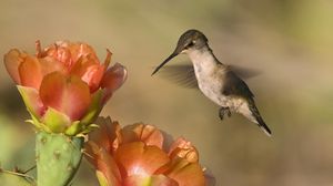 Preview wallpaper hummingbird, bird, flower, fly, swing