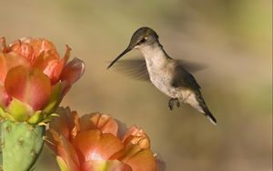 Preview wallpaper hummingbird, bird, flower, fly, swing