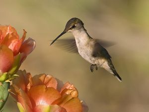 Preview wallpaper hummingbird, bird, flower, fly, swing