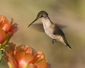 Preview wallpaper hummingbird, bird, flower, fly, swing