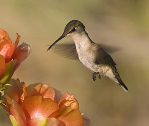 Preview wallpaper hummingbird, bird, flower, fly, swing