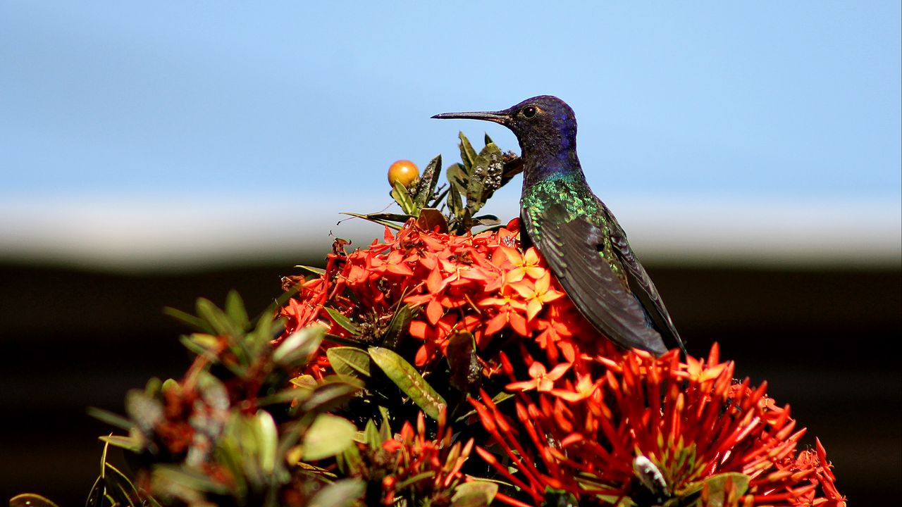 Wallpaper hummingbird, bird, flowers