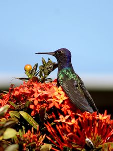 Preview wallpaper hummingbird, bird, flowers