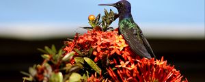 Preview wallpaper hummingbird, bird, flowers