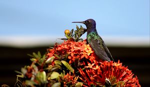 Preview wallpaper hummingbird, bird, flowers