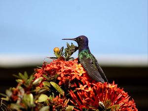 Preview wallpaper hummingbird, bird, flowers