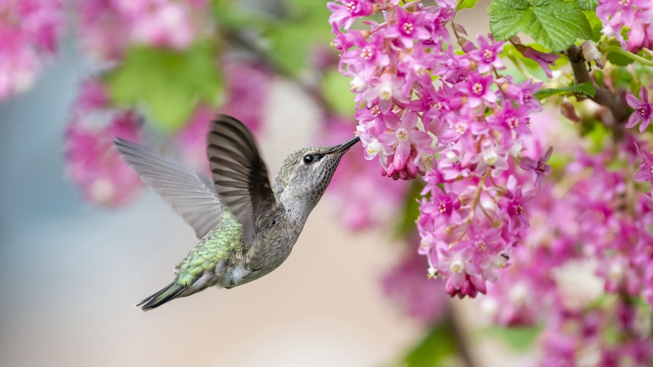 Wallpaper hummingbird, bird, flowers, currant