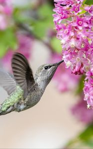 Preview wallpaper hummingbird, bird, flowers, currant