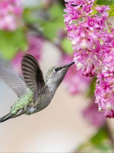 Preview wallpaper hummingbird, bird, flowers, currant