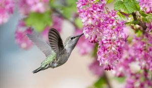 Preview wallpaper hummingbird, bird, flowers, currant