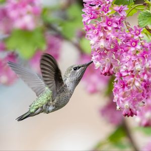 Preview wallpaper hummingbird, bird, flowers, currant