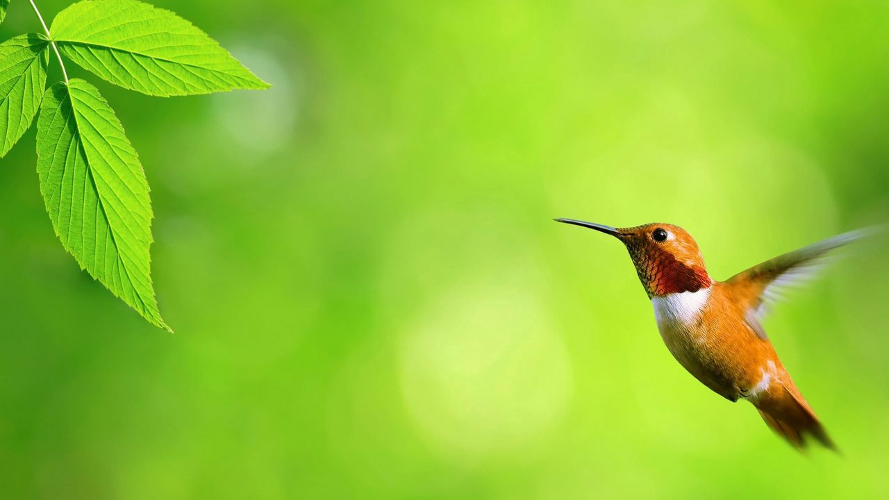 Wallpaper hummingbird, bird, fly, swing