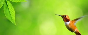 Preview wallpaper hummingbird, bird, fly, swing