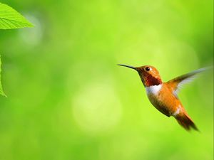 Preview wallpaper hummingbird, bird, fly, swing