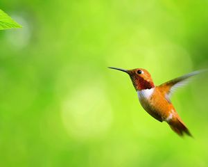 Preview wallpaper hummingbird, bird, fly, swing