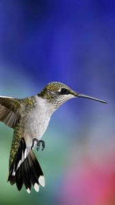 Preview wallpaper hummingbird, bird, flying, grass, flowers