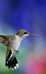 Preview wallpaper hummingbird, bird, flying, grass, flowers