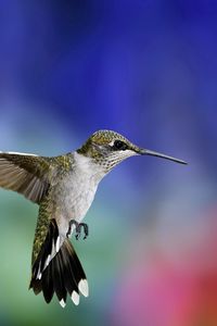 Preview wallpaper hummingbird, bird, flying, grass, flowers