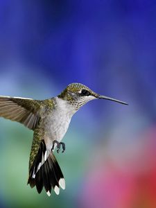 Free download HTC One Max Animal Hummingbird Android Wallpaper free  download 1080x1920 for your Desktop Mobile  Tablet  Explore 47 Free Hummingbird  Wallpaper Downloads  Free Hummingbird Wallpaper Hummingbird Wallpapers Hummingbird  Wallpaper