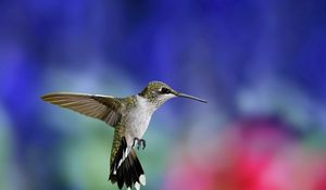 Preview wallpaper hummingbird, bird, flying, grass, flowers