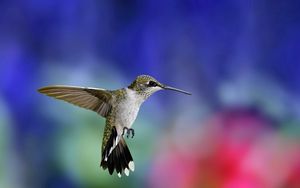 Preview wallpaper hummingbird, bird, flying, grass, flowers