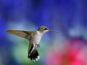 Preview wallpaper hummingbird, bird, flying, grass, flowers