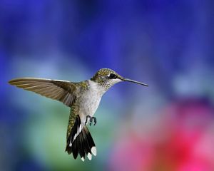 Preview wallpaper hummingbird, bird, flying, grass, flowers