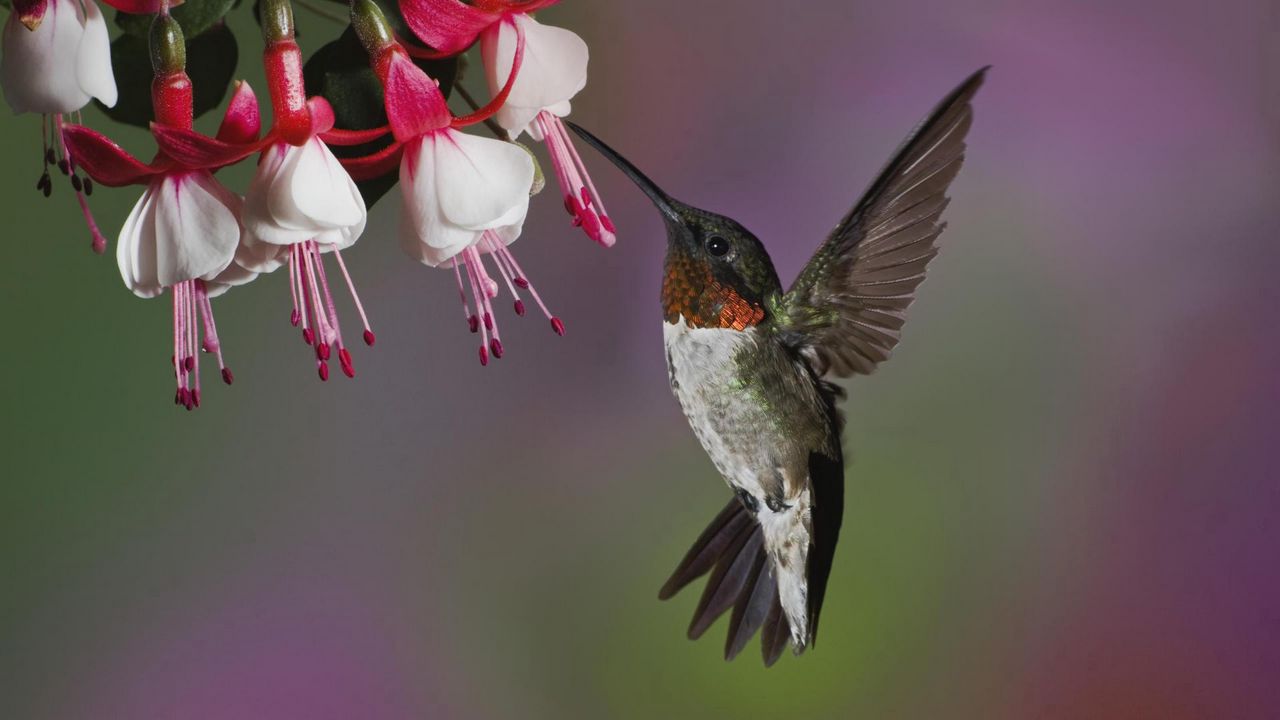 Wallpaper hummingbird, bird, flying, beak, flower