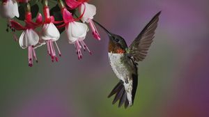 Preview wallpaper hummingbird, bird, flying, beak, flower