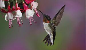 Preview wallpaper hummingbird, bird, flying, beak, flower