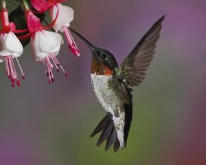 Preview wallpaper hummingbird, bird, flying, beak, flower
