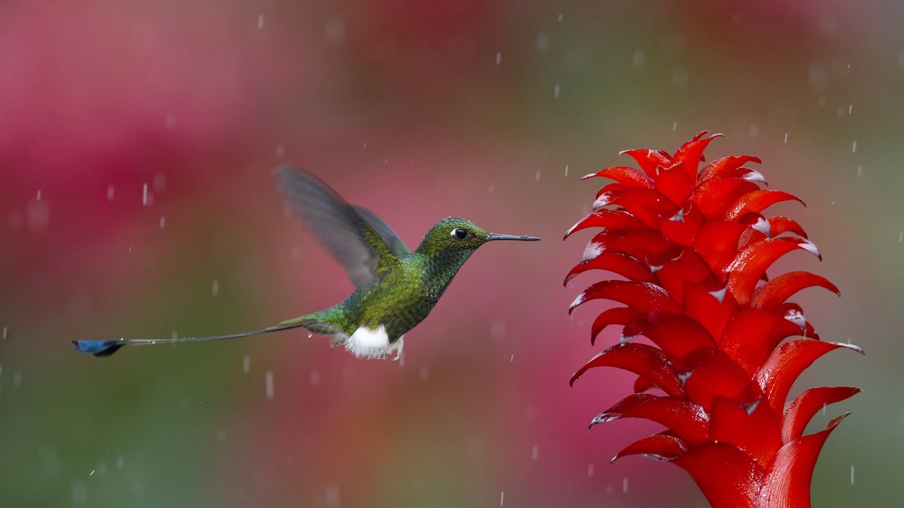 Wallpaper hummingbird, bird, flying, plant