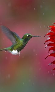 Preview wallpaper hummingbird, bird, flying, plant