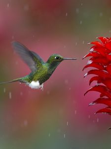 Preview wallpaper hummingbird, bird, flying, plant