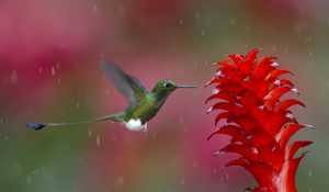 Preview wallpaper hummingbird, bird, flying, plant