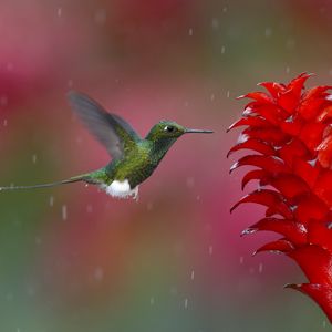 Preview wallpaper hummingbird, bird, flying, plant